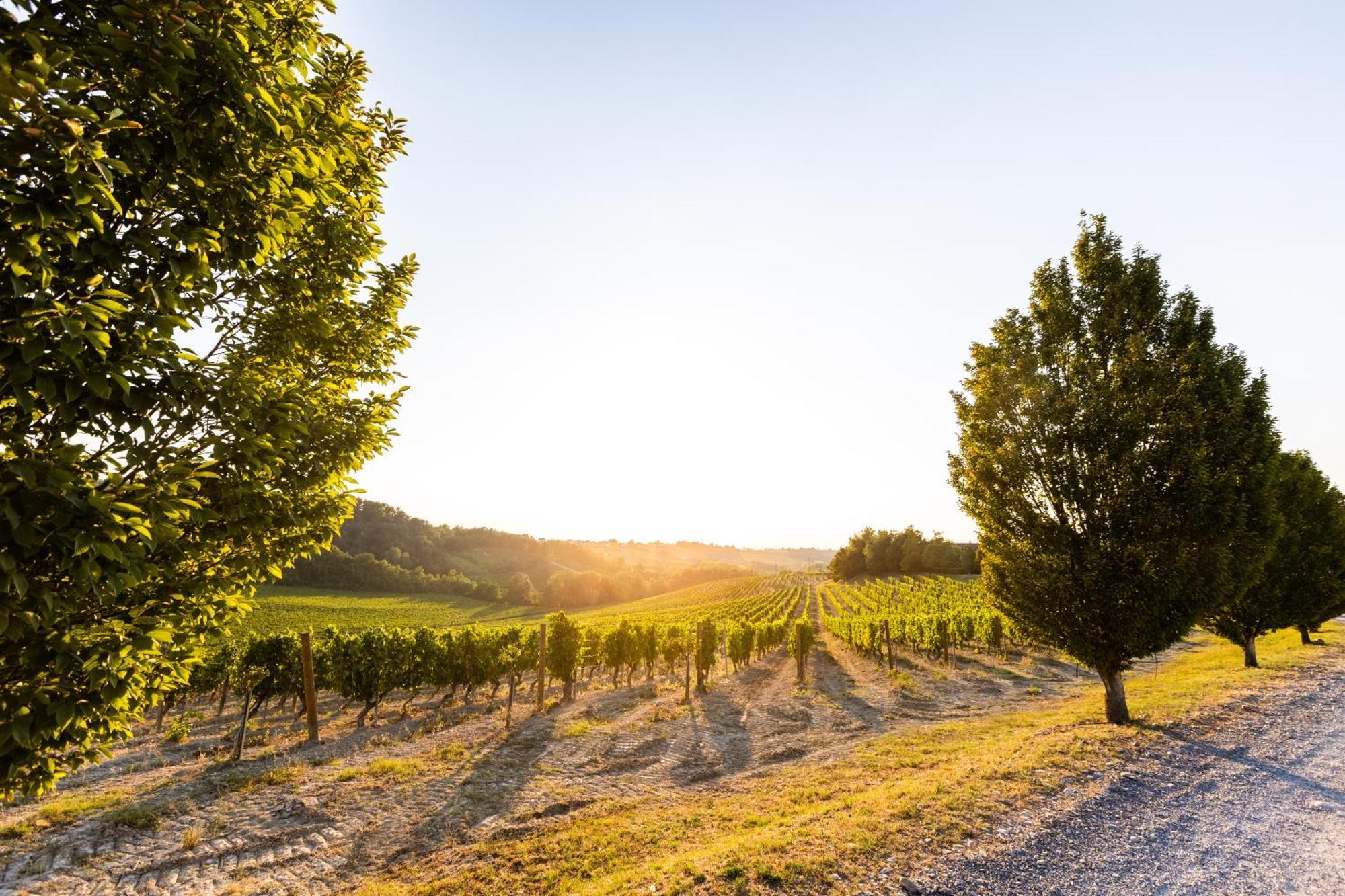 Vila Tenuta La Meirana Gavi Exteriér fotografie